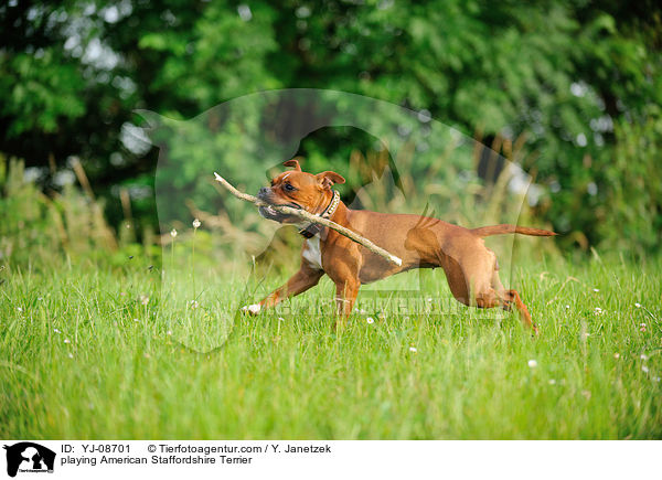 spielender American Staffordshire Terrier / playing American Staffordshire Terrier / YJ-08701