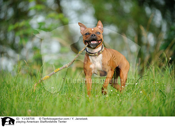 spielender American Staffordshire Terrier / playing American Staffordshire Terrier / YJ-08706