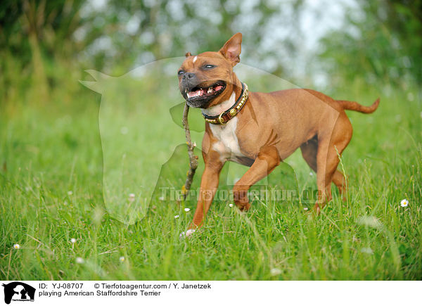 spielender American Staffordshire Terrier / playing American Staffordshire Terrier / YJ-08707