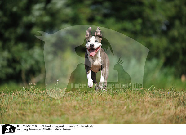 rennender American Staffordshire Terrier / running American Staffordshire Terrier / YJ-10716