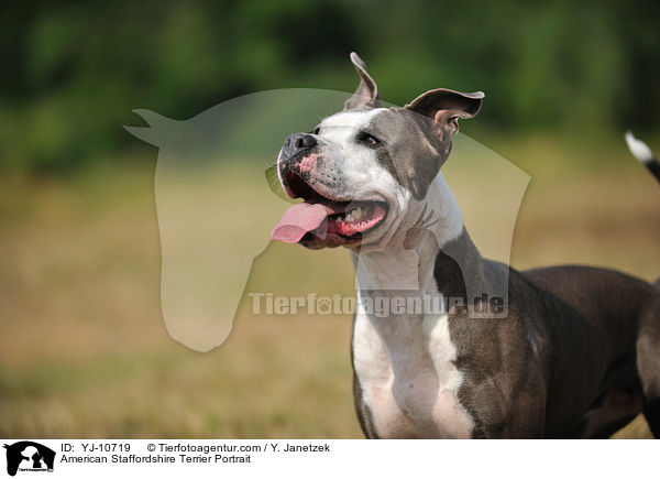 American Staffordshire Terrier Portrait / American Staffordshire Terrier Portrait / YJ-10719