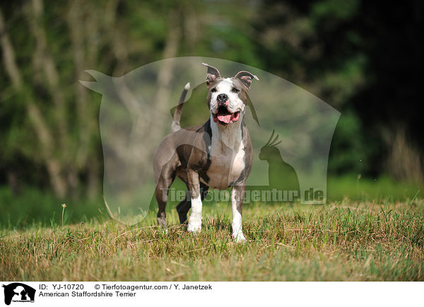 American Staffordshire Terrier / American Staffordshire Terrier / YJ-10720