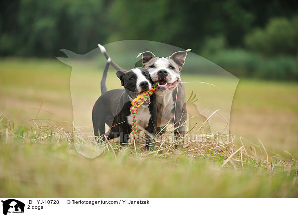 2 dogs / YJ-10728