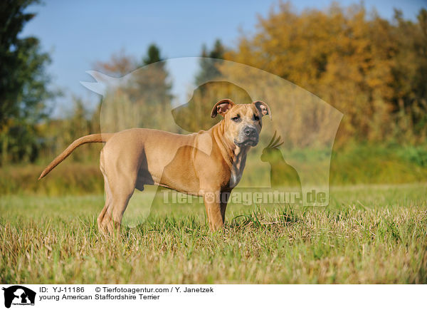junger American Staffordshire Terrier / young American Staffordshire Terrier / YJ-11186