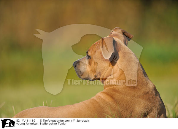 junger American Staffordshire Terrier / young American Staffordshire Terrier / YJ-11189
