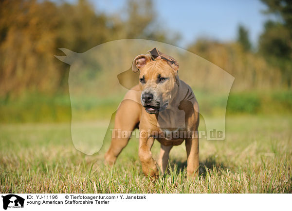 junger American Staffordshire Terrier / young American Staffordshire Terrier / YJ-11196