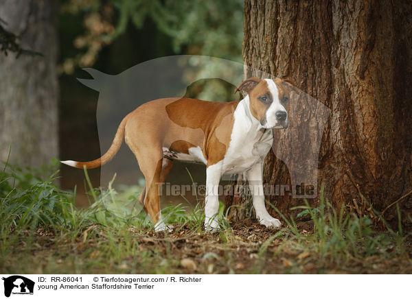 junger American Staffordshire Terrier / young American Staffordshire Terrier / RR-86041