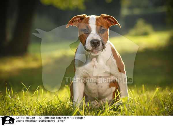 junger American Staffordshire Terrier / young American Staffordshire Terrier / RR-86050