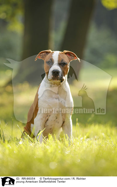 junger American Staffordshire Terrier / young American Staffordshire Terrier / RR-86054