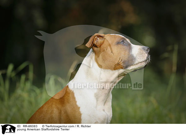junger American Staffordshire Terrier / young American Staffordshire Terrier / RR-86083