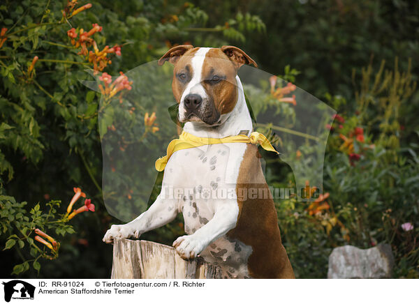 American Staffordshire Terrier / American Staffordshire Terrier / RR-91024