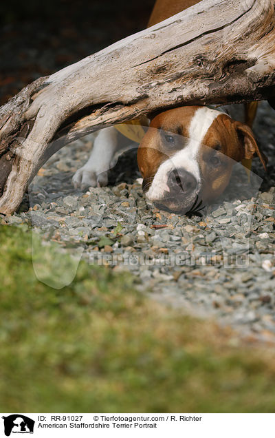 American Staffordshire Terrier Portrait / American Staffordshire Terrier Portrait / RR-91027
