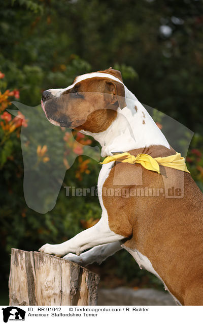 American Staffordshire Terrier / American Staffordshire Terrier / RR-91042