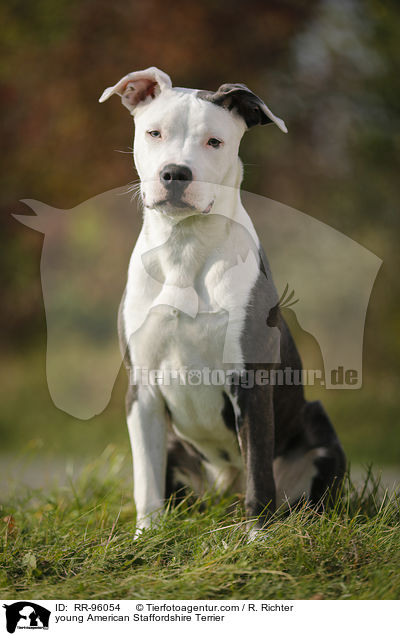 junger American Staffordshire Terrier / young American Staffordshire Terrier / RR-96054
