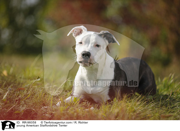 junger American Staffordshire Terrier / young American Staffordshire Terrier / RR-96058