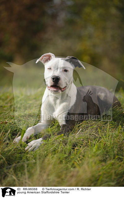 junger American Staffordshire Terrier / young American Staffordshire Terrier / RR-96068