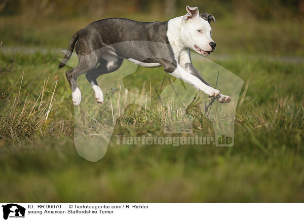 junger American Staffordshire Terrier / young American Staffordshire Terrier / RR-96070