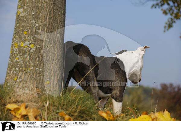 junger American Staffordshire Terrier / young American Staffordshire Terrier / RR-96095