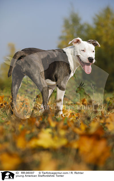 junger American Staffordshire Terrier / young American Staffordshire Terrier / RR-96097