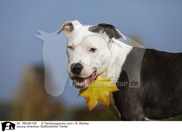 junger American Staffordshire Terrier / young American Staffordshire Terrier / RR-96108