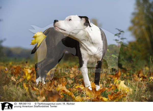junger American Staffordshire Terrier / young American Staffordshire Terrier / RR-96110