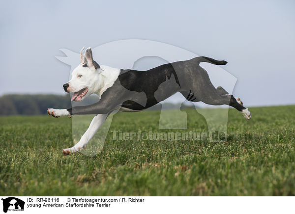 junger American Staffordshire Terrier / young American Staffordshire Terrier / RR-96116