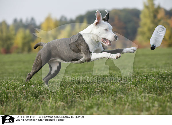 junger American Staffordshire Terrier / young American Staffordshire Terrier / RR-96119