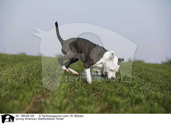 junger American Staffordshire Terrier / young American Staffordshire Terrier / RR-96126