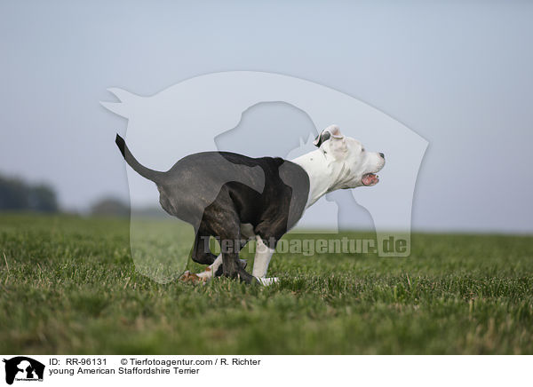 junger American Staffordshire Terrier / young American Staffordshire Terrier / RR-96131