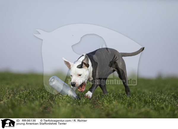 junger American Staffordshire Terrier / young American Staffordshire Terrier / RR-96136