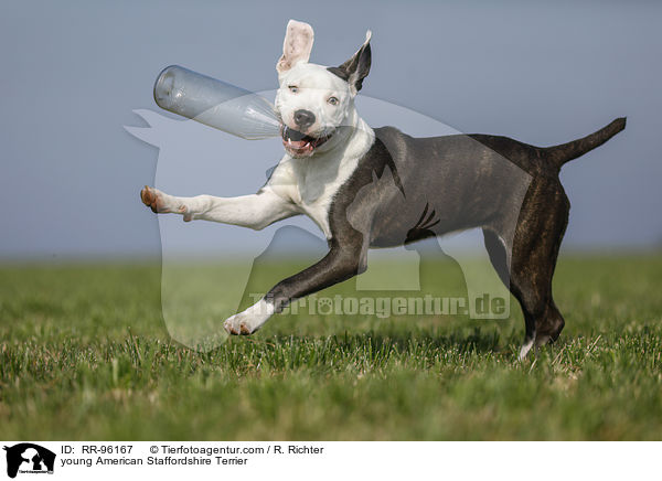 junger American Staffordshire Terrier / young American Staffordshire Terrier / RR-96167
