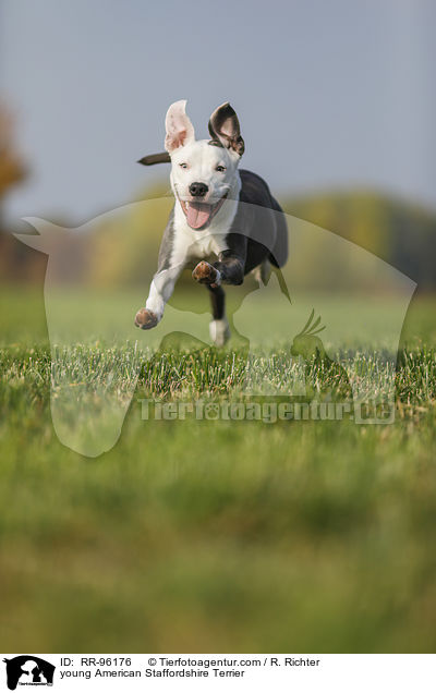 junger American Staffordshire Terrier / young American Staffordshire Terrier / RR-96176