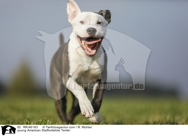 junger American Staffordshire Terrier / young American Staffordshire Terrier / RR-96183