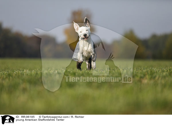 junger American Staffordshire Terrier / young American Staffordshire Terrier / RR-96185