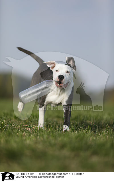 junger American Staffordshire Terrier / young American Staffordshire Terrier / RR-96194