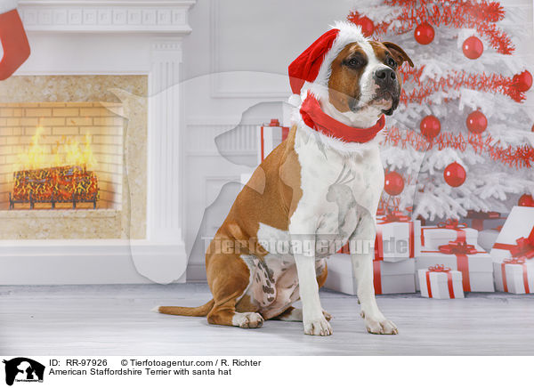 American Staffordshire Terrier mit Weihnachtsmannmtze / American Staffordshire Terrier with santa hat / RR-97926