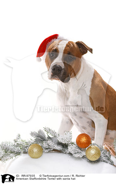 American Staffordshire Terrier mit Weihnachtsmannmtze / American Staffordshire Terrier with santa hat / RR-97935