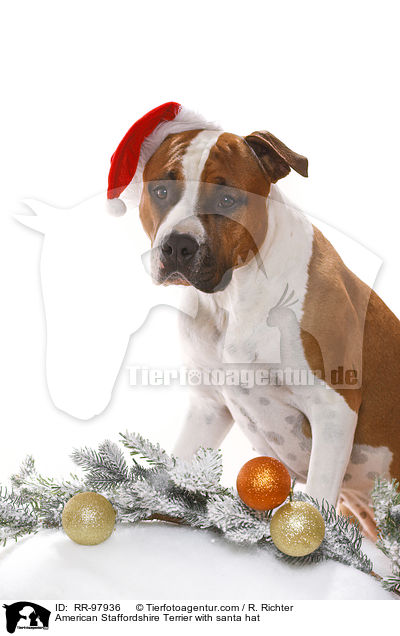 American Staffordshire Terrier mit Weihnachtsmannmtze / American Staffordshire Terrier with santa hat / RR-97936
