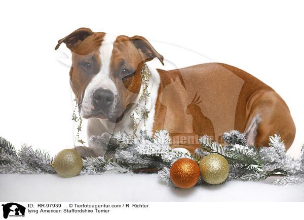 liegender American Staffordshire Terrier / lying American Staffordshire Terrier / RR-97939