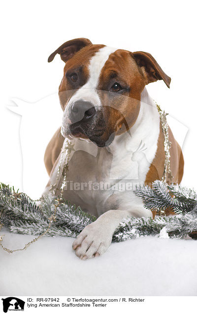 liegender American Staffordshire Terrier / lying American Staffordshire Terrier / RR-97942