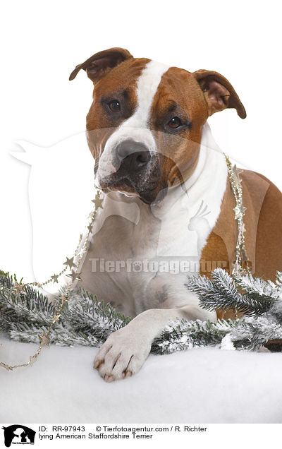 liegender American Staffordshire Terrier / lying American Staffordshire Terrier / RR-97943