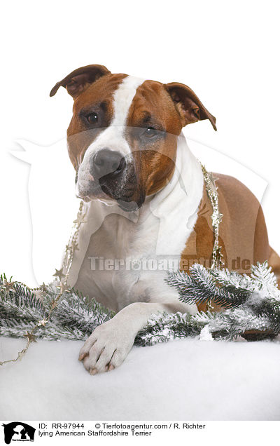 liegender American Staffordshire Terrier / lying American Staffordshire Terrier / RR-97944