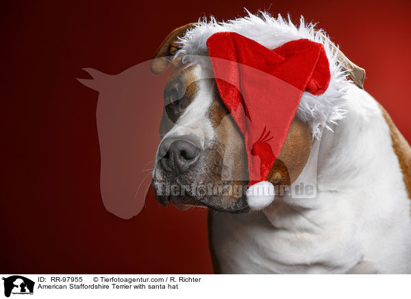 American Staffordshire Terrier mit Weihnachtsmannmtze / American Staffordshire Terrier with santa hat / RR-97955
