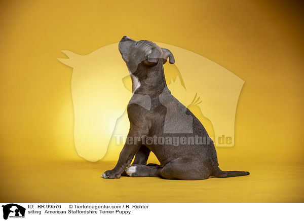 sitzender American Staffordshire Terrier Welpe / sitting  American Staffordshire Terrier Puppy / RR-99576