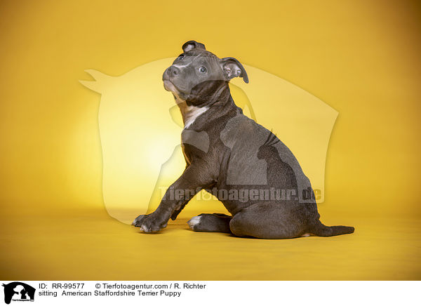 sitzender American Staffordshire Terrier Welpe / sitting  American Staffordshire Terrier Puppy / RR-99577