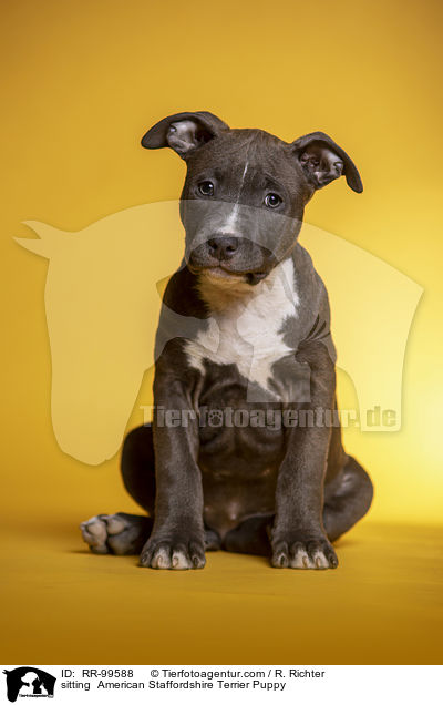 sitzender American Staffordshire Terrier Welpe / sitting  American Staffordshire Terrier Puppy / RR-99588