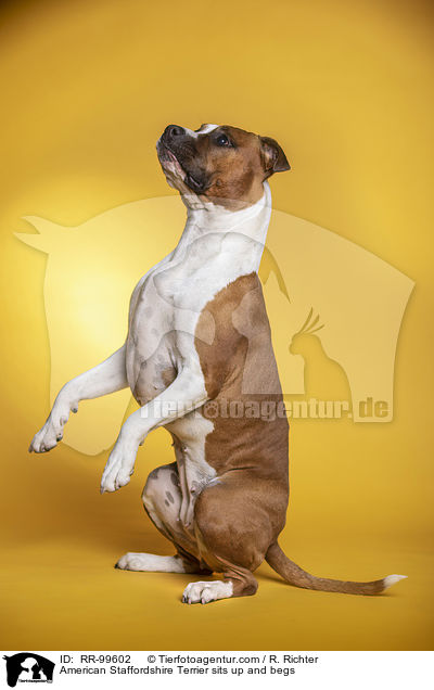 American Staffordshire Terrier macht Mnnchen / American Staffordshire Terrier sits up and begs / RR-99602