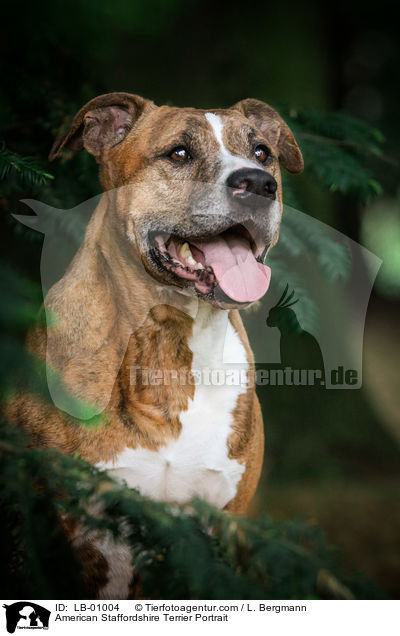 American Staffordshire Terrier Portrait / American Staffordshire Terrier Portrait / LB-01004
