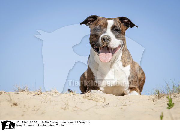 liegender American Staffordshire Terrier / lying American Staffordshire Terrier / MW-10255