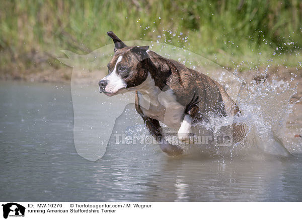 rennender American Staffordshire Terrier / running American Staffordshire Terrier / MW-10270